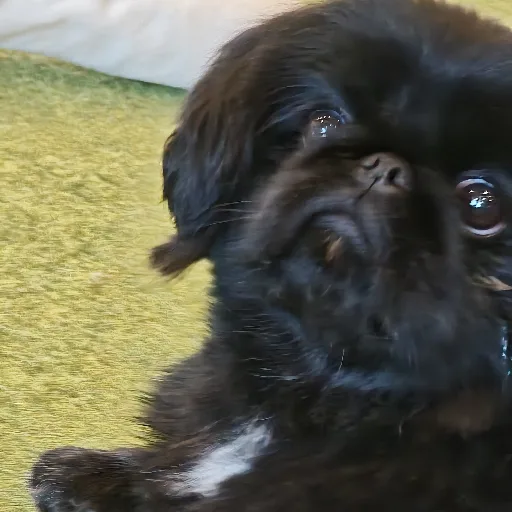 Muffin