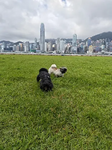西九文化區藝術公園寵物區 的評價照片 1
